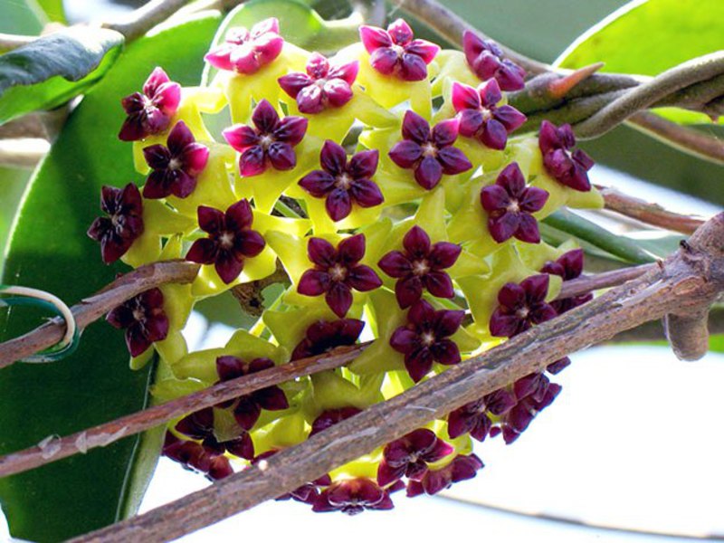 As flores de Hoya podem ter diferentes tons.