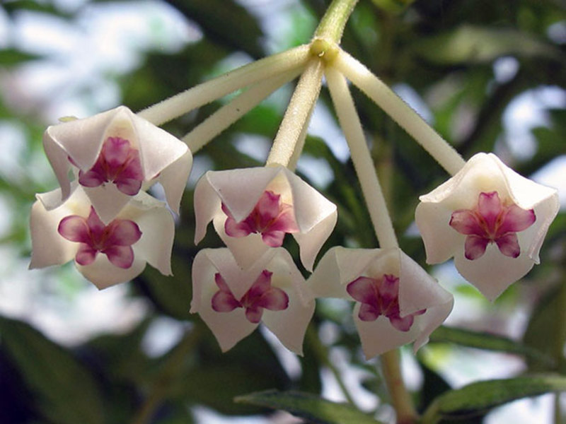 Hoya is mooi tijdens de bloei - foto van bloeiwijzen.