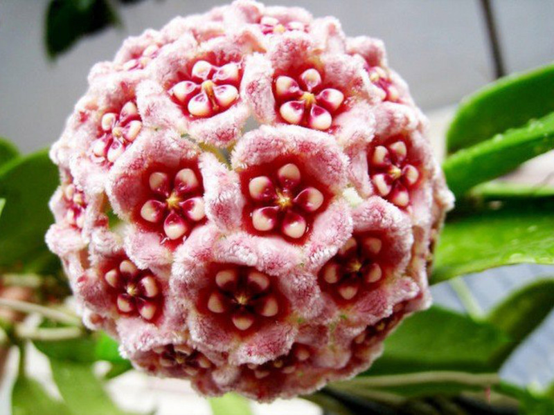 Hoya bloeit erg mooi