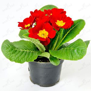 Primrose primrose er en vakker potteplante