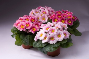 Potted primrose - smukke lyse blomster.