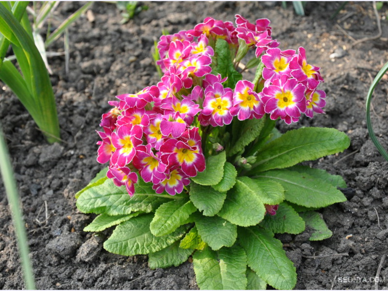 Gewöhnliche Primel kann in einem Garten oder in einem Topf zu Hause wachsen.