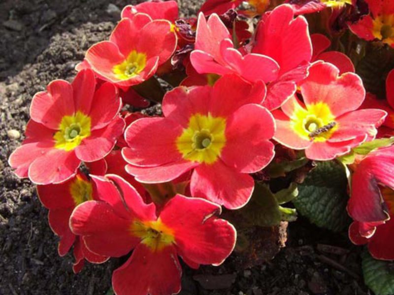 Primula sinensis: flors boniques i brillants