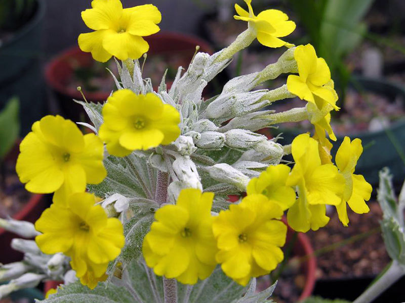  Čusa primrose - dzelteni ziedi.