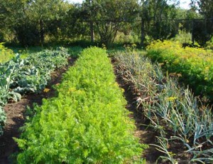 Features of growing openwork chervil from seeds