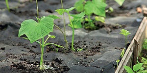 Beskrivning av de positiva effekterna av epin på plantor