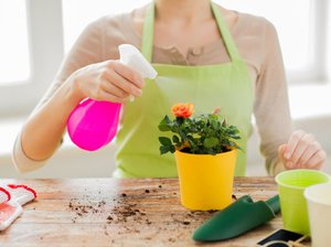 Aspectos positivos do uso de epin para plantas de interior