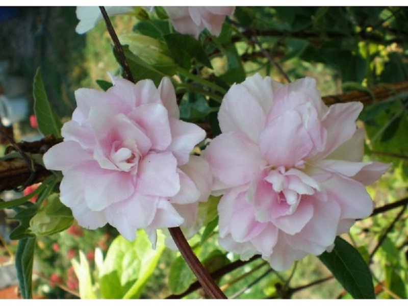 Calistegi çeşitlerinin özellikleri flora esaret