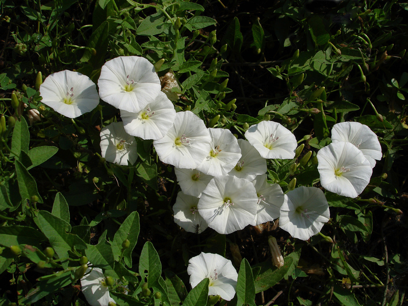 Descrierea calistegiei curly