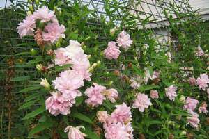 Característiques de la plantació de calistegia rosa