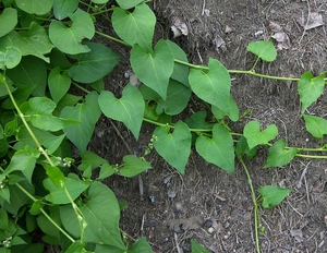 Beschreibung des Transplantationsprozesses von Calistegia