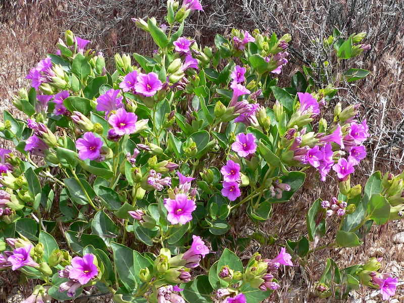 View of a multi-flowered night beauty