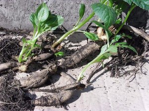 Descripción del método para cultivar una belleza nocturna a partir de tubérculos.