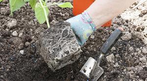 Normes per plantar una bellesa nocturna en terreny obert