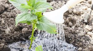 Caractéristiques du soin des plantes pour une beauté de nuit