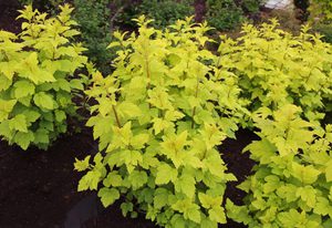 Vesícula de color amarillo dorado