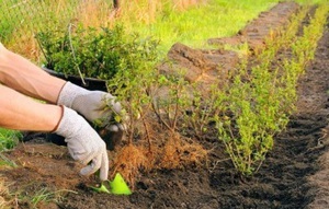 Plantació de matolls de bufeta