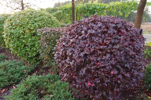 Photo d'arbuste à bulles