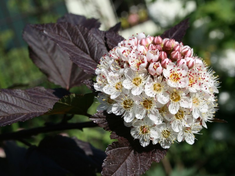 Flor de burbuja