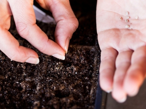 Kenmerken van het thuis planten van petunia-zaden