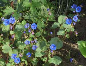 Phacelia blommor är små blå blommor.