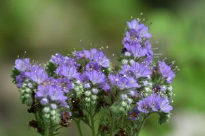 Paarse phacelia tijdens de bloei.