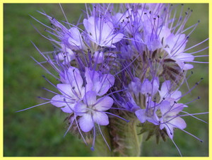 Phacelia biškrēsliņš - funkcijas un kopšana.