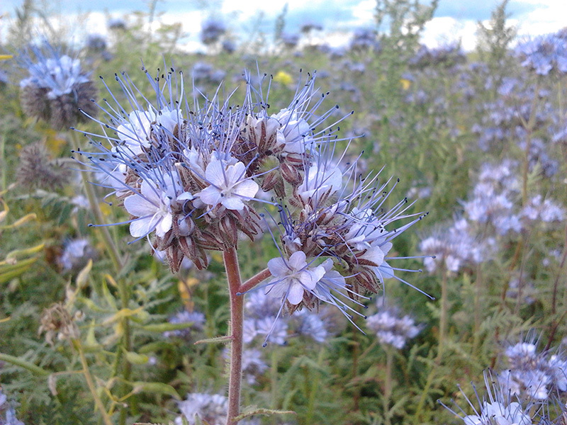 Ang Phacelia ay hindi lamang isang magandang halaman, kundi pati na rin isang melliferous na halaman.