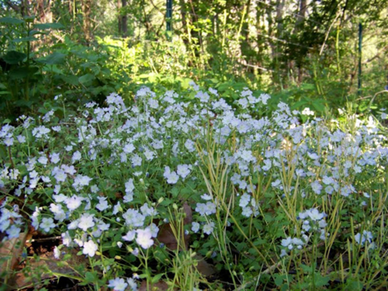 Phacelia Pursha - foto av en blommande buske.