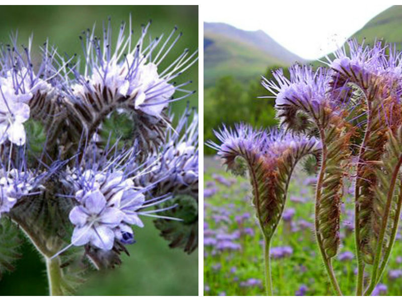 Phacelia الملتوية هو نوع آخر من النباتات.