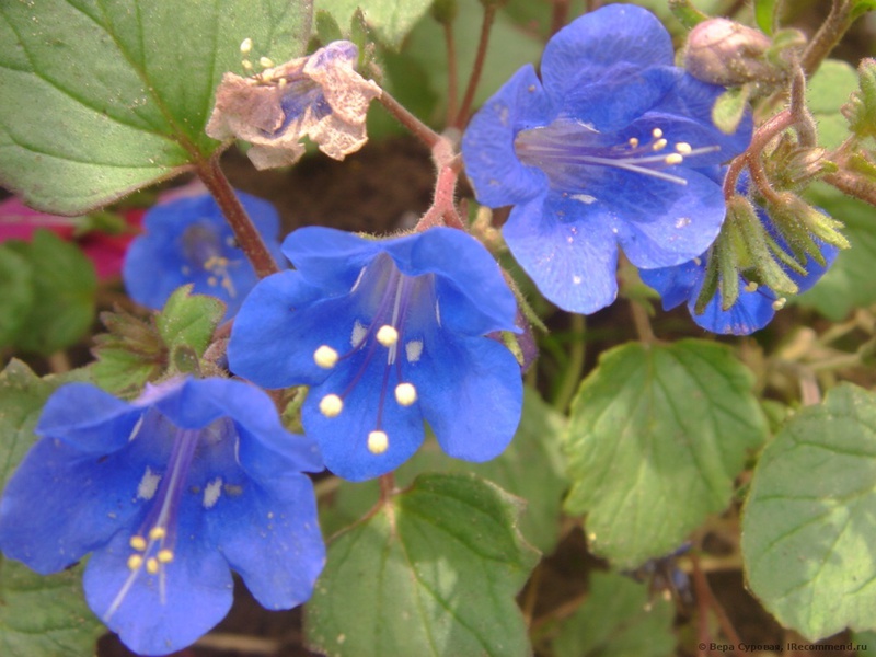 Phacelia ve tvaru zvonu - péče a reprodukce.