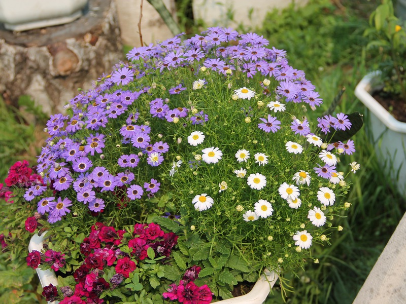 Elenco delle varietà di fiori di brachicoma