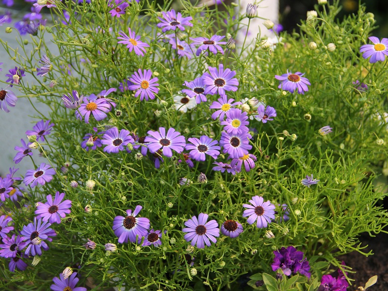 Description des variétés de brachicoma Valse