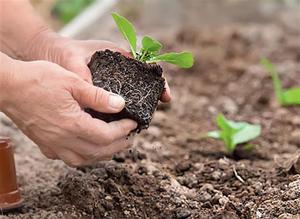 Description du processus de transplantation de plants de brachicoma en pleine terre