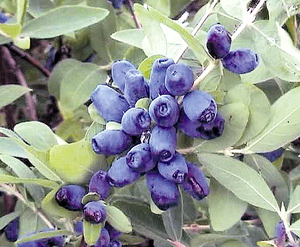 Lumalagong honeysuckle