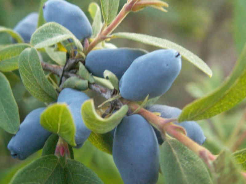 Descrierea caprifoiului de plante