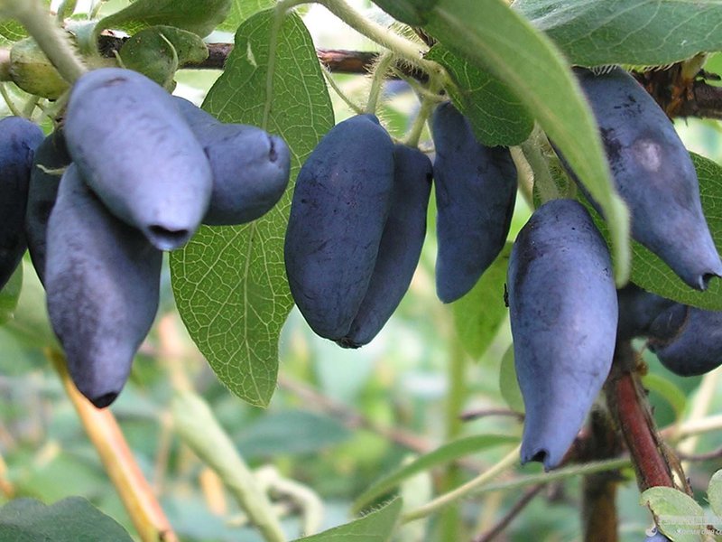 יערה ציפור כחולה אכילה