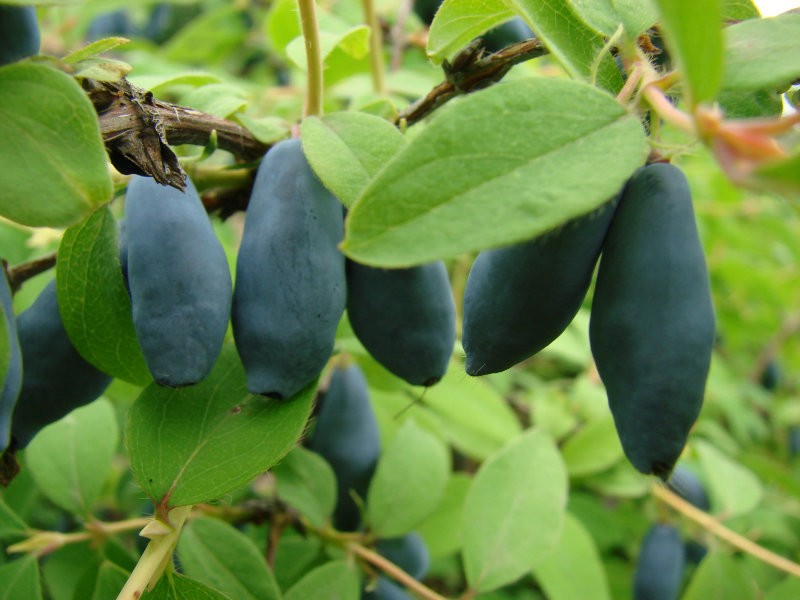 Honeysuckle berry