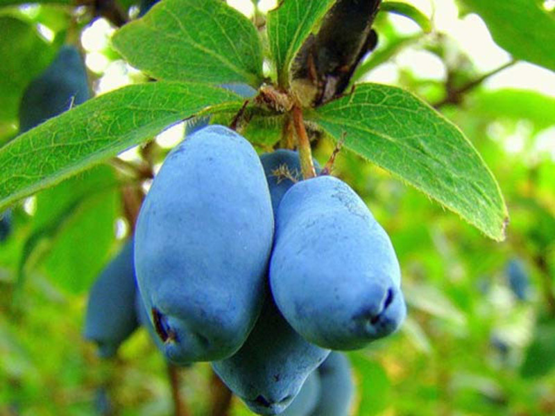 Edible honeysuckle