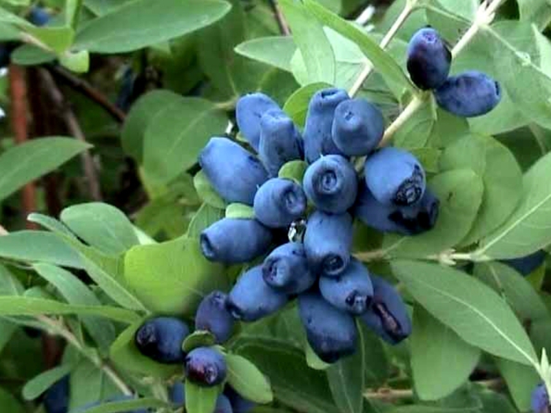 What varieties of honeysuckle are edible