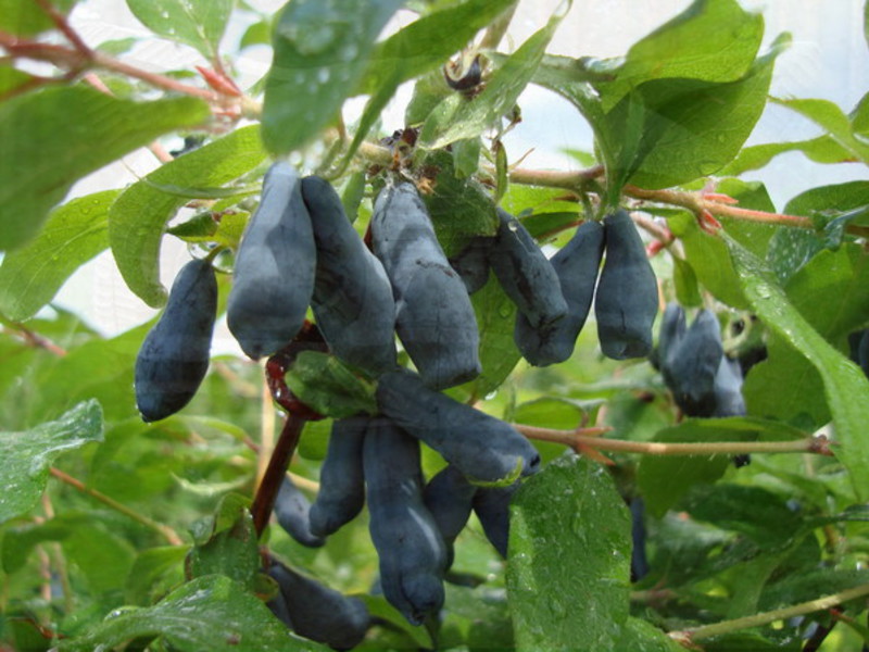 How honeysuckle grows