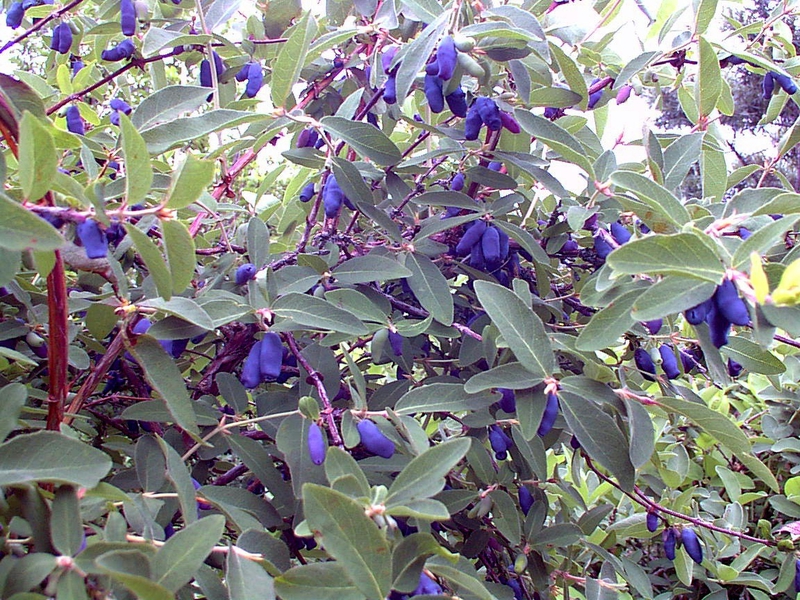 Honeysuckle berry