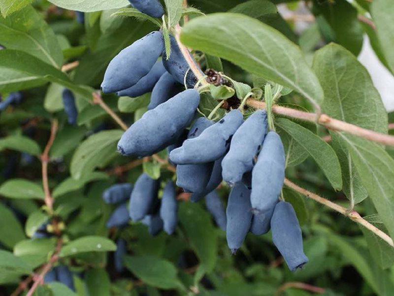 Blue berry honeysuckle