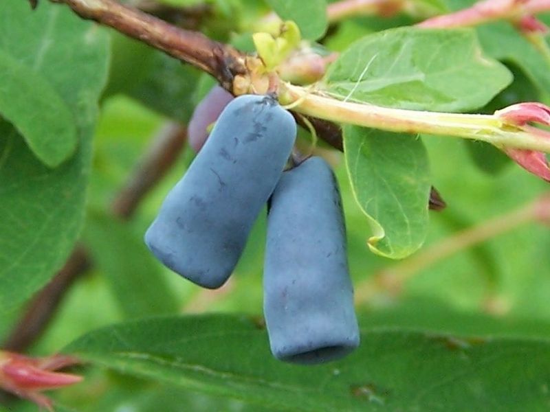 Variedades de madreselva azul