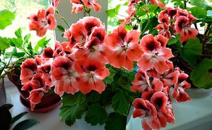 Kenmerken van de pelargonium bloem binnenshuis