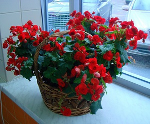 Descrizione della begonia indoor