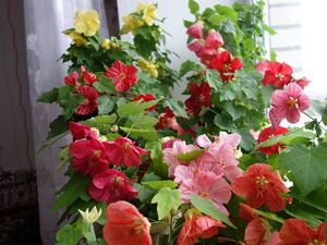 Description of indoor flower abutilon