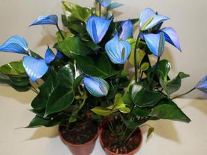 Characteristic features of the indoor anthurium flower