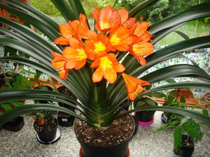 คำอธิบายของ clivia ดอกไม้ในร่ม