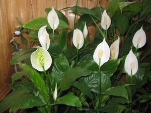 Vlastnosti vzhledu vnitřní rostliny spathiphyllum